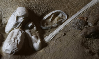 Algunos de los huevos fosilizados encontrados. EPA